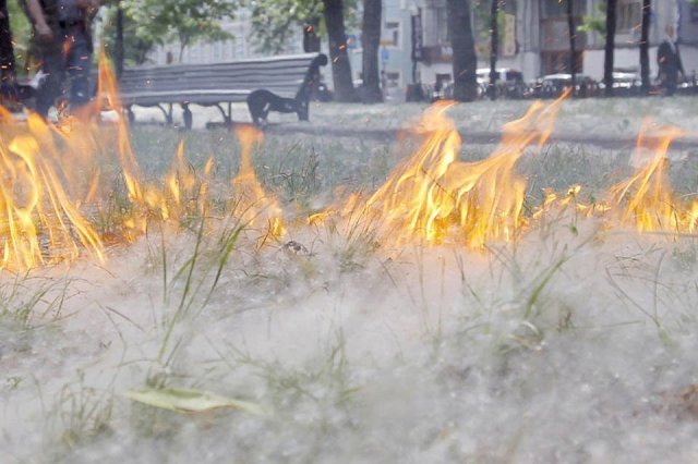 Автомобиль сгорел в Екатеринбурге из-за возгорания тополиного пуха