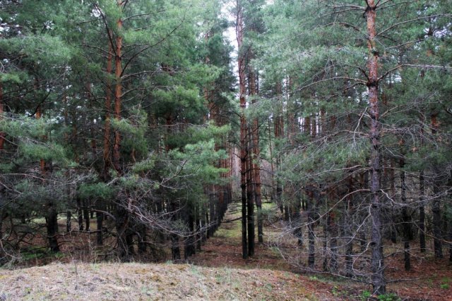 Экологи из Волгограда заявили о том, что хвойным лесам грозит массовое вымирание