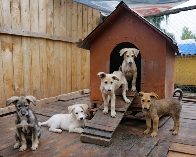 В Свердловской области появится 6 приютов для животных