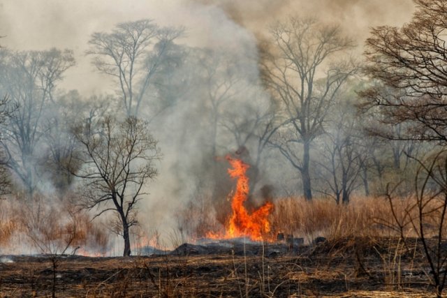 Высокий уровень пожарной опасности ожидается в лесах Приморья