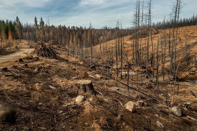 В Оренбуржье возбуждено уголовное дело по факту массовой вырубки деревьев