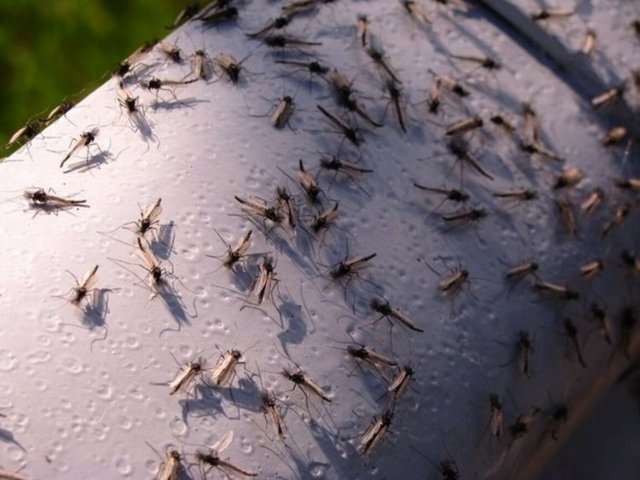 Нашествие комаров зафиксировано в Крыму после подтоплений