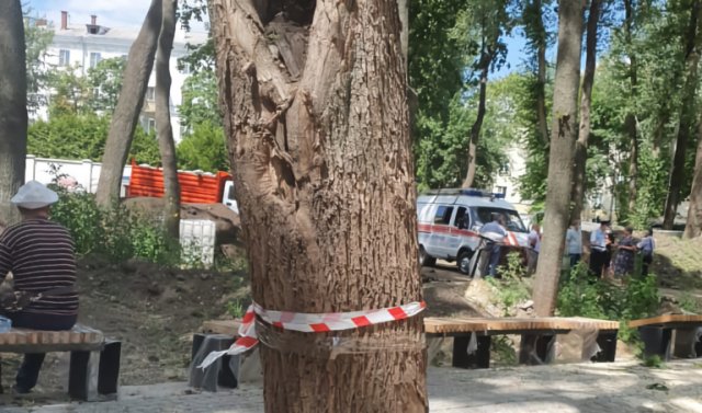 Проверка проводится по факту вырубки деревьев в воронежском парке