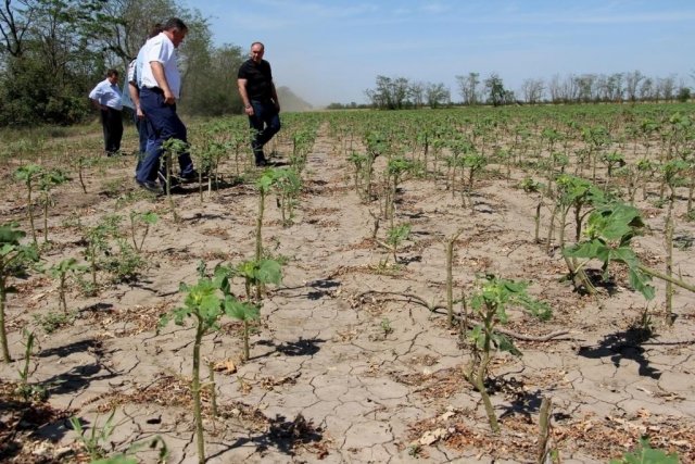 В Удмуртии под угрозой находятся сельскохозяйственные посевы из-за сильной жары