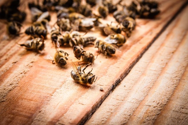 В Удмуртии зафиксирована массовая гибель пчёл
