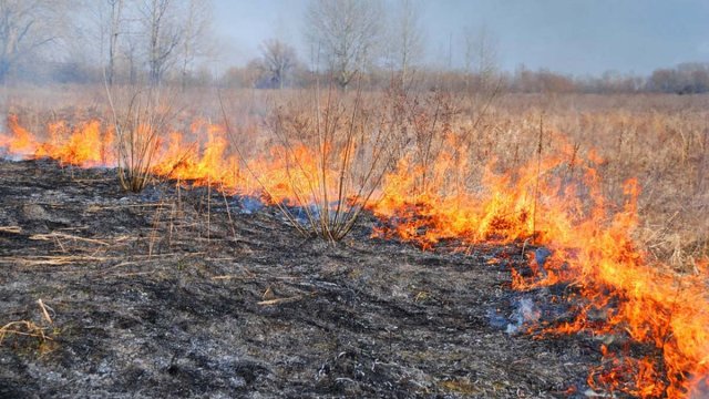 Подростка в Оренбуржье подозревают в поджоге леса
