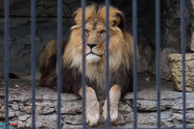 Проверка проводится по факту нападения льва на ребёнка на базе отдыха на Кубани