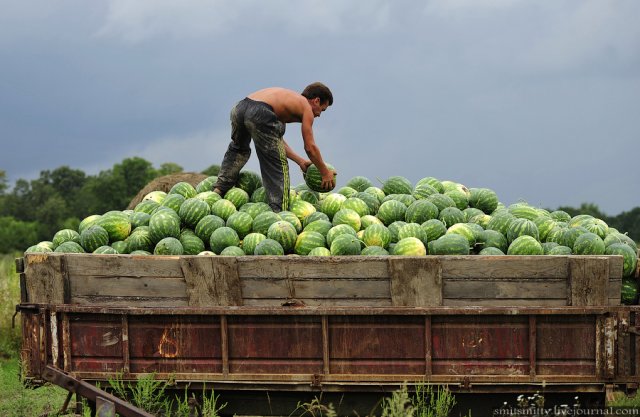 В Астраханской области сообщили о старте работ по сбору арбузов