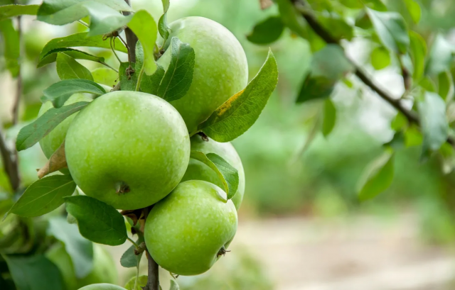 Почему зелёные яблоки можно употреблять не всем, рассказал специалист