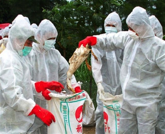 В Китае стало известно о первом случае смерти от птичьего гриппа H5N6