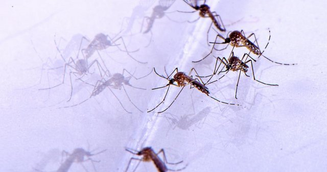В Ростовской области местные жители жалуются на стаи зелёных комаров