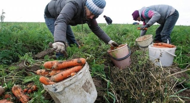 Около 20 мигрантов были задержаны в Волгограде за тайный сбор моркови