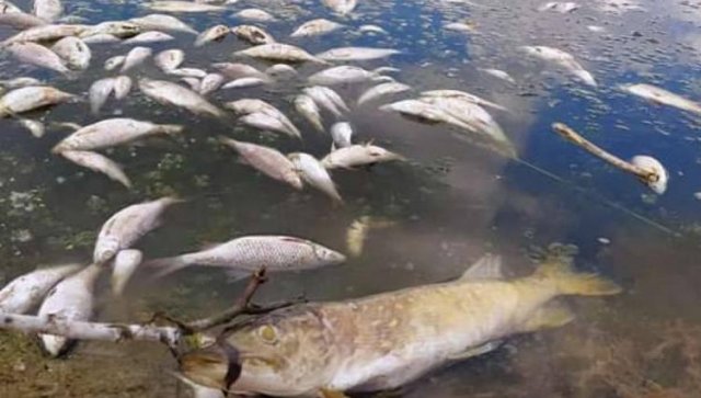 Сотрудники прокуратуры занимаются проведением проверки по факту мора рыбы в Орловской области