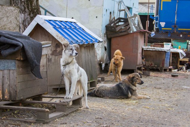 Во Владивостоке для бездомных животных были выделены дополнительные средства