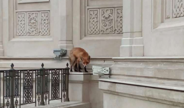 В Москве для отлова лисы на территории Сретенского монастыря были вызваны спасатели