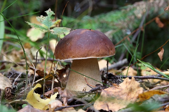 Токсиколог рассказал о том, что нужно делать в случае отравления грибами