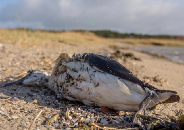Массовая гибель птиц зафиксирована в Крыму