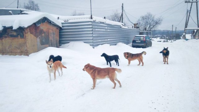 В Якутске проводится работа по отлову собак