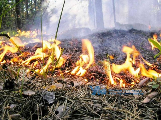 В ряде районов Приамурья отменён особый противопожарный режим