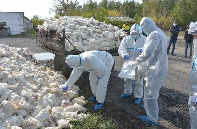 37 очагов птичьего гриппа было выявлено в Оренбургской области