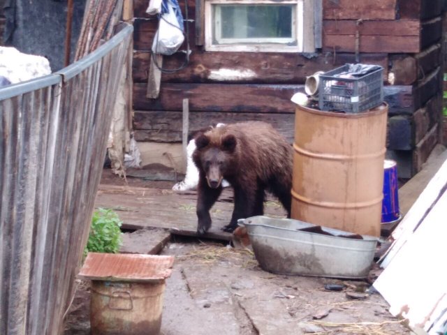 В Архангельской области жители поселка пожаловались на медведя, вышедшего из леса