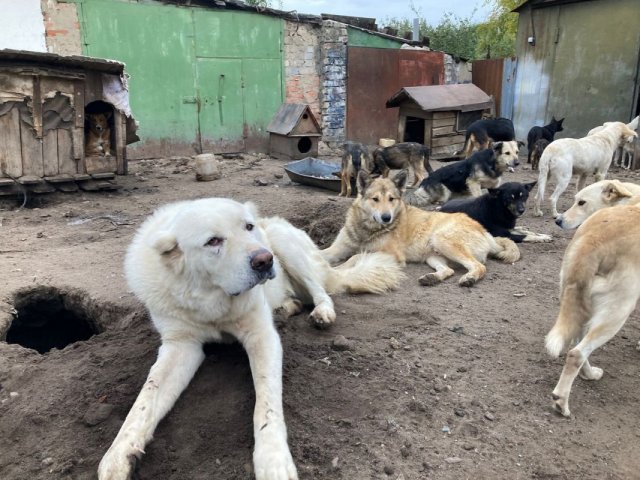По факту смерти собак в приюте Воронежской области возбуждено уголовное дело