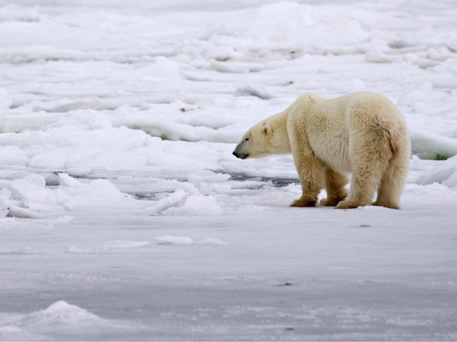 На территории вахтового посёлка на Ямале был обнаружен белый медведь