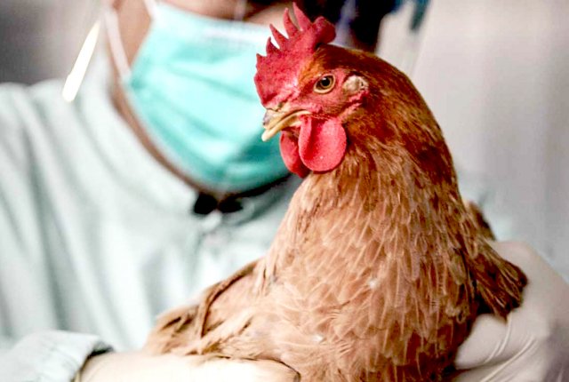 В Оренбуржье из-за птичьего гриппа стартовала программа вакцинации домашних птиц