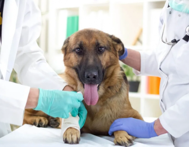 Ветеринары рассказали о том, как распознать у домашнего животного инсульт