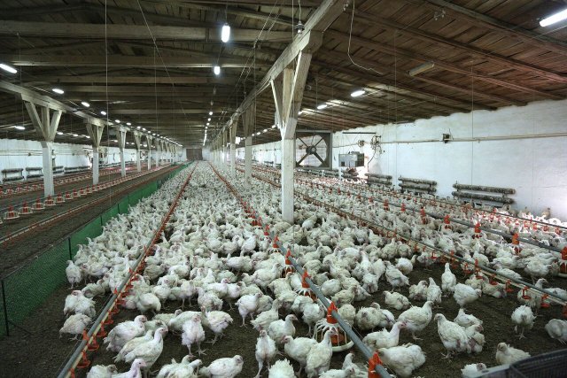 О закрытии птицефабрики сроком до 2022 года сообщили в Тюменской области