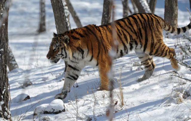 Случаи нападения хищников на домашних животных зафиксированы в Хабаровском крае