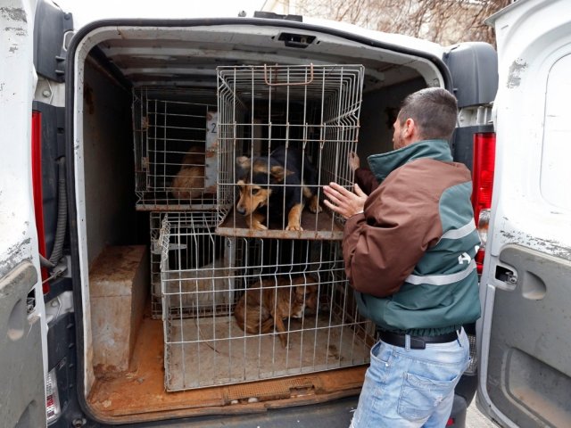 После ситуации с нападением псов на жительницу Якутска начался отлов собак