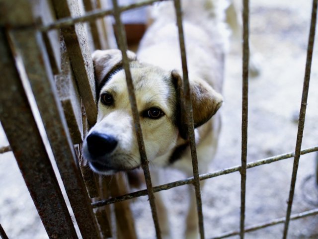 В Нижнем Тагиле отловлены более 400 бродячих собак