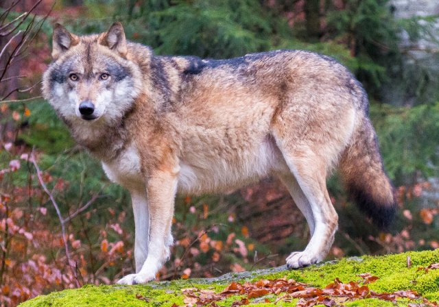 В Оленегорске ликвидировали волка, который разгуливал по улицам