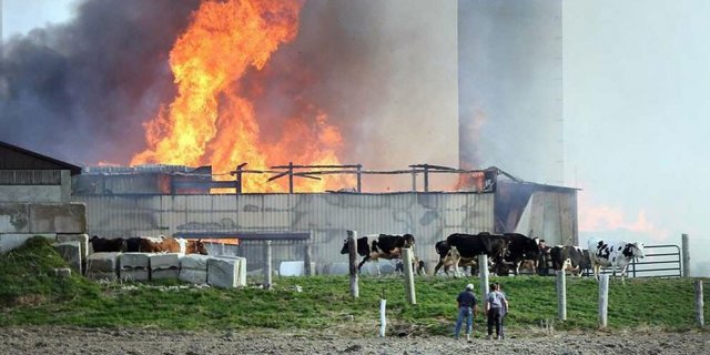 Пожар произошёл на животноводческой ферме в Алтайском крае