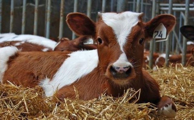 В ХМАО зафиксированы новые случаи лейкоза крупного рогатого скота