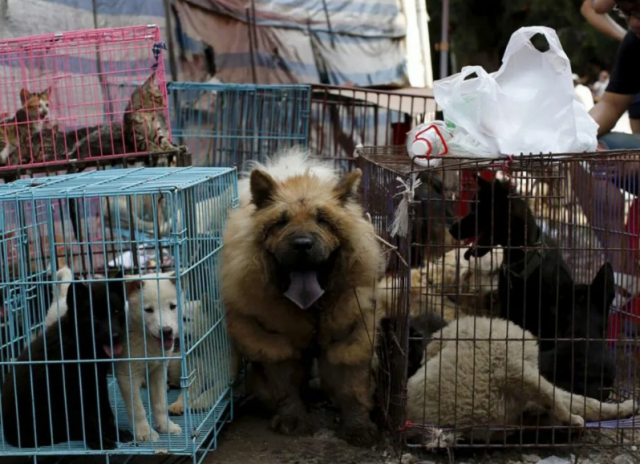 В Госдуме рассматривается запрет на торговлю животными
