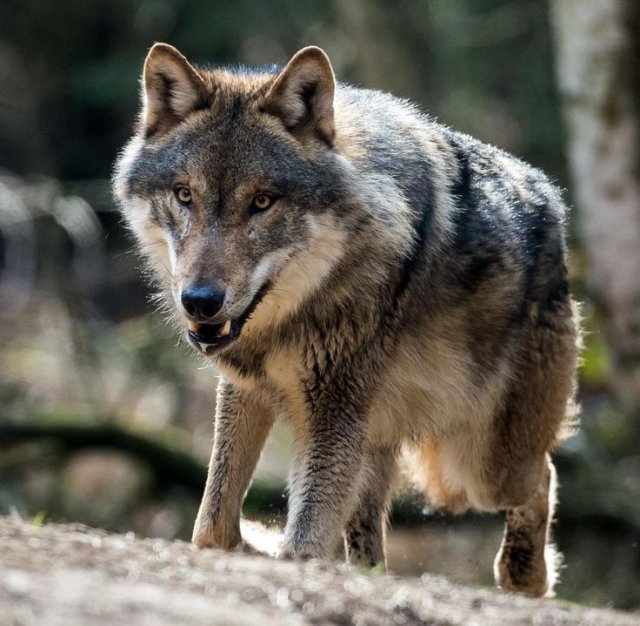 В Коми с начала зимы были отловлены более 30 волков