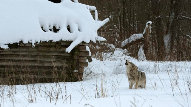 Жители деревень Новгородской области пожаловались на волков, вышедших к людям