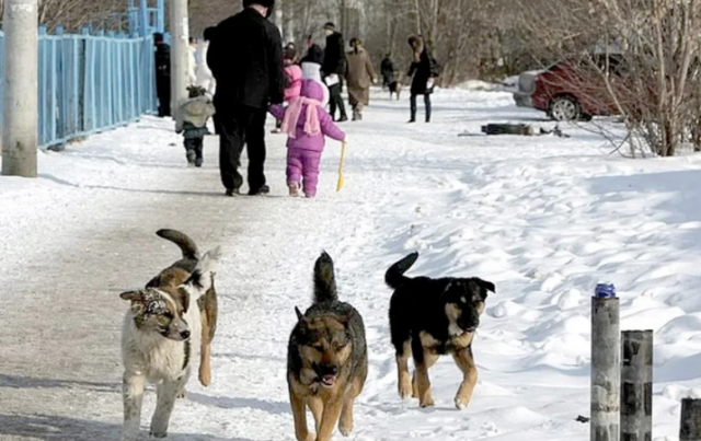 В Псковской области рассматривается вопрос о введении режима ЧС из-за стаи собак