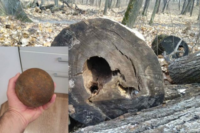 Пушечное ядро было обнаружено в дереве в стволе дерева в Ульяновске