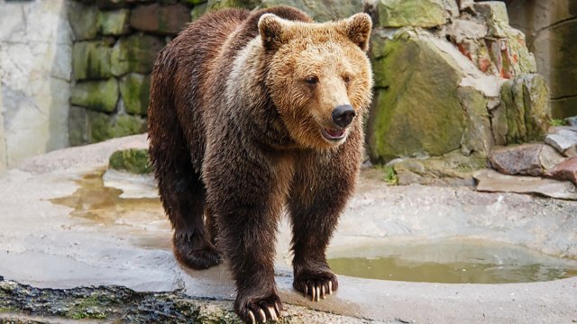 Посетительница зоопарка в Ташкенте сбросила ребёнка в вольер к медведю