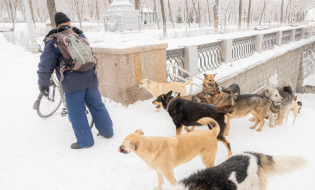 Во Владивостоке планируется отловить более 200 бродячих собак