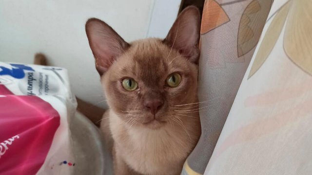 Житель Москвы похитил соседского кота, чтобы накормить