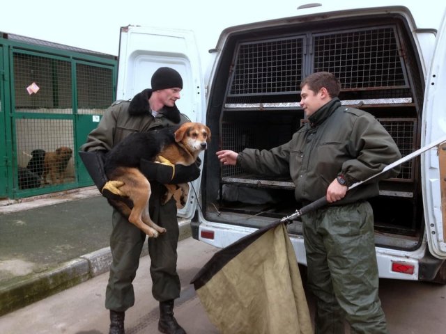В Хабаровском крае сотрудники прокуратуры добились отлова бездомных собак