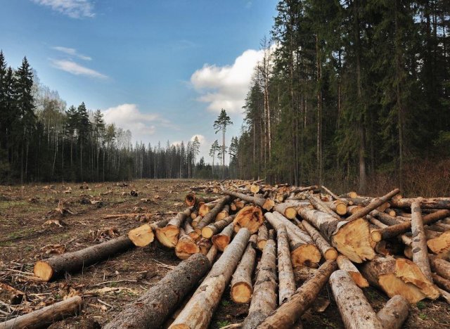 Пенсионер в Вологодской области незаконно вырубил лес на 7 млн. рублей