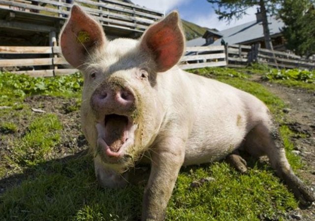 В Липецкой области на людей напала взбесившаяся голодная свинья