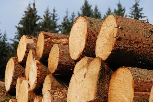 Подросток из Новосибирской области погиб из-за спиленного дерева