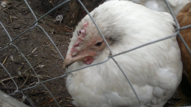 В Красноярском крае введён карантин из-за туберкулёза птиц