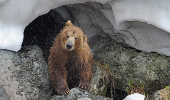 Туристам на Байкале посчастливилось встретить медведя, вышедшего из спячки